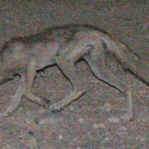 desert fox in southern Iraq