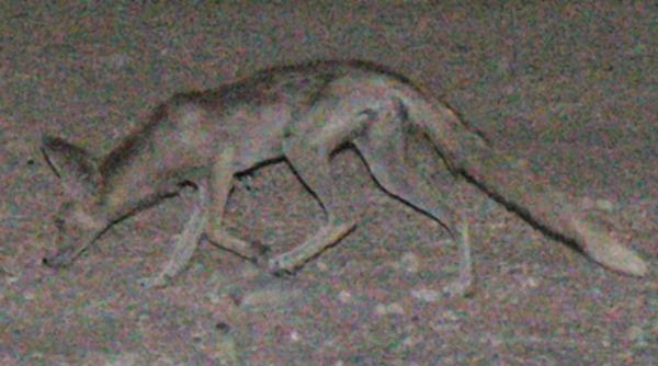 desert fox in southern Iraq