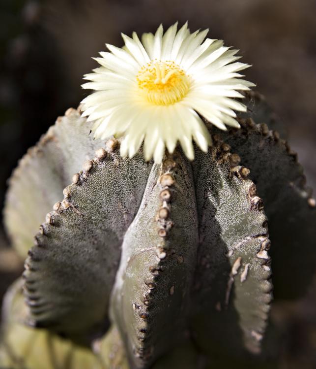 Funky cactus flower at Volunteer Park Conservatory