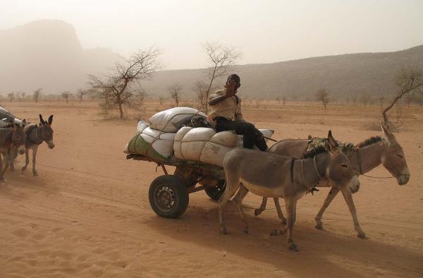 Donkey carts are more common than cars on the dusty backroads of Mali